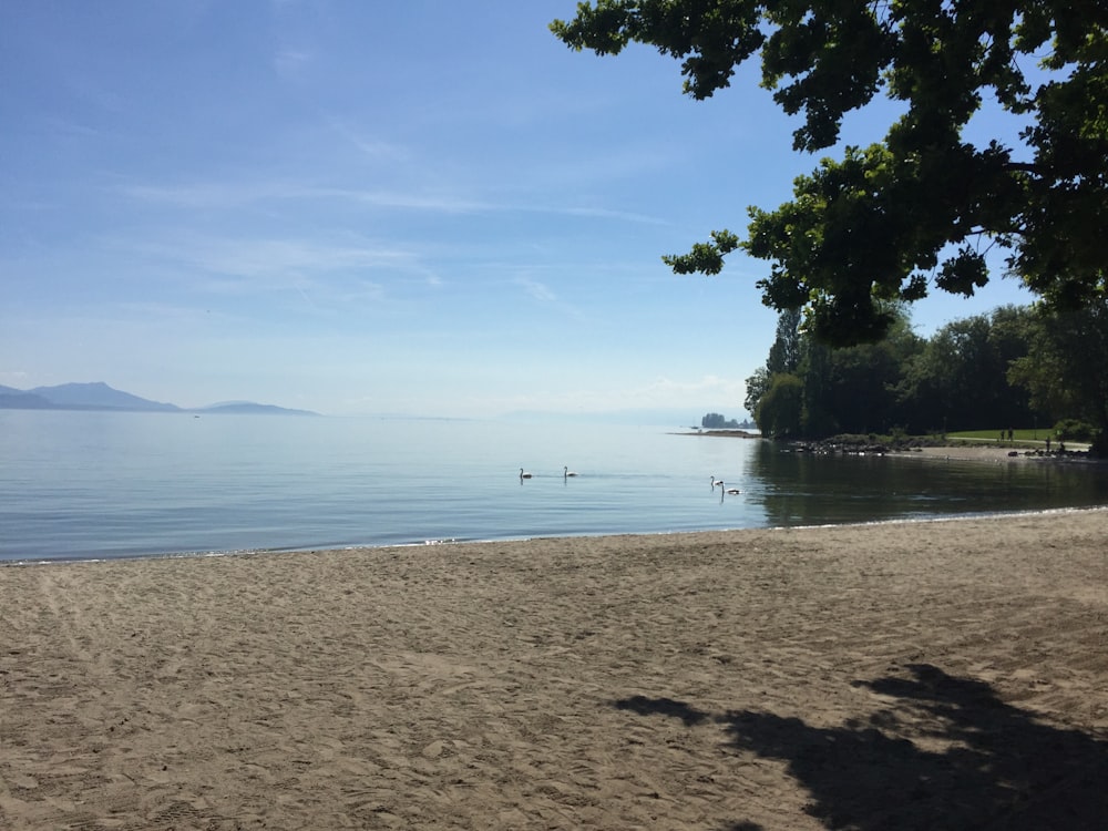 calm body of water during daytime