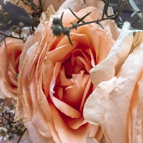 Close-up image of a soft peach and dusty rose floral arrangement with delicate greenery on a warm beige surface.