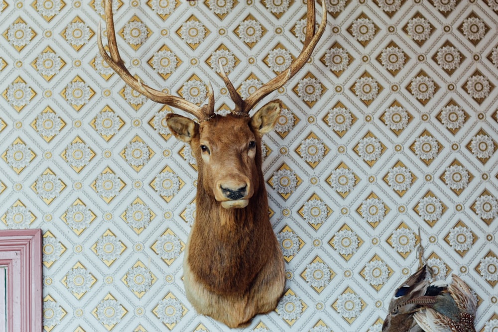 brown reindeer taxidermy on wall