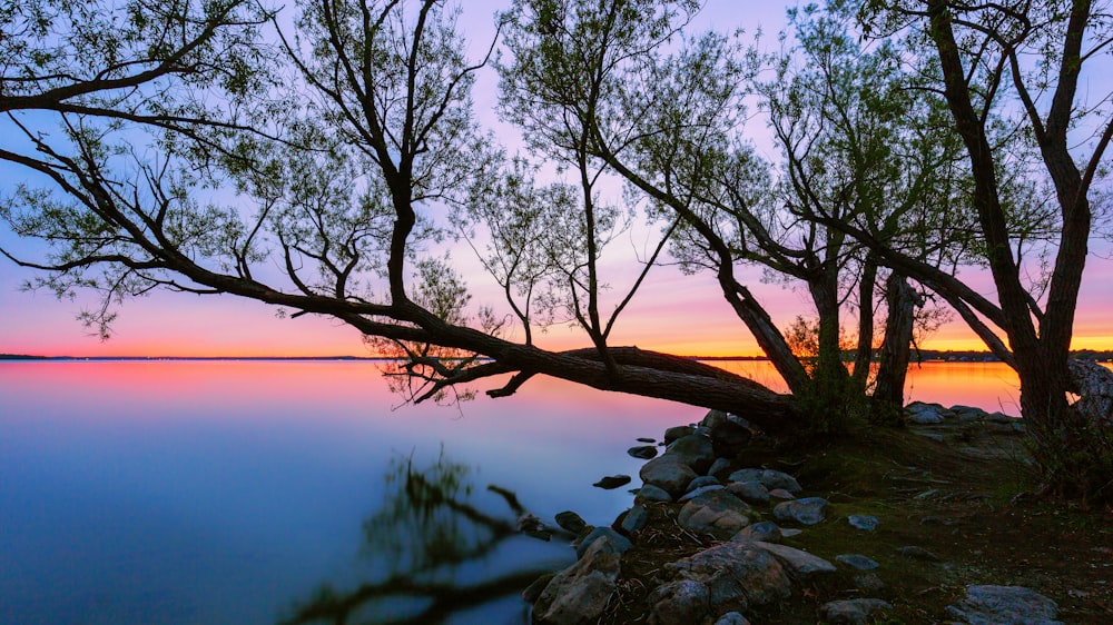 Silhouettenfoto eines Baumes neben dem Meer