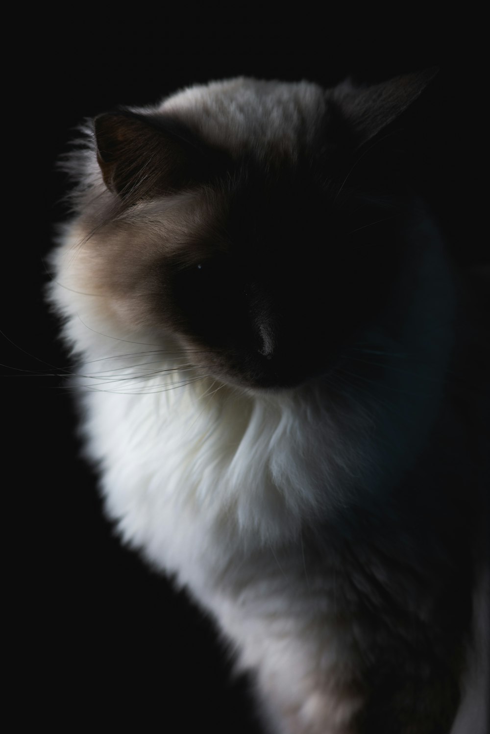 gato branco-e-marrom