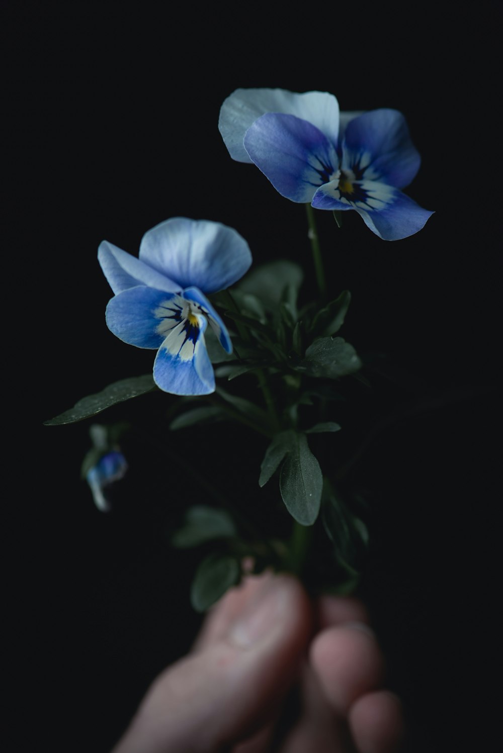 purple-petaled flower