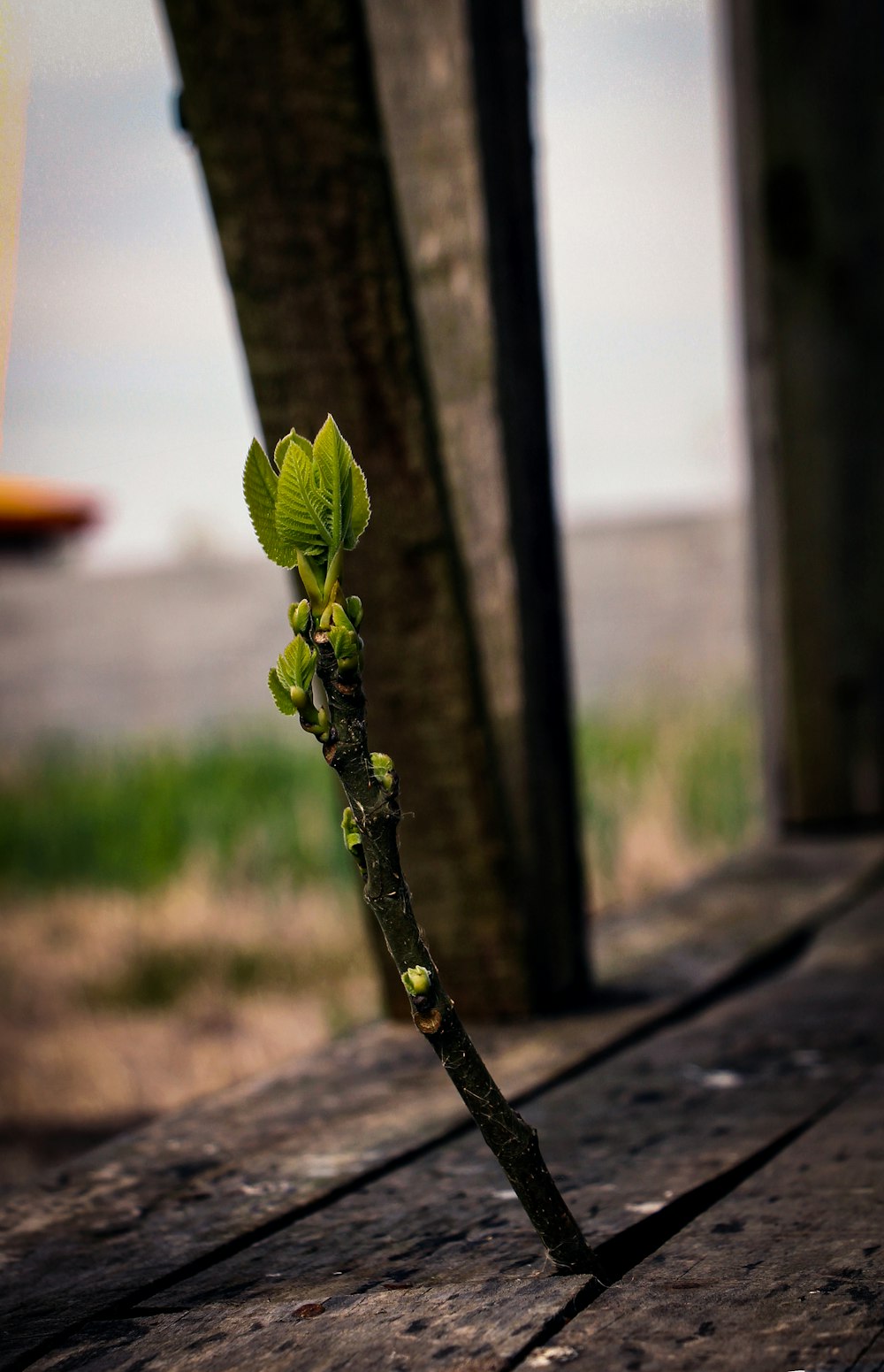 plante à feuilles vertes