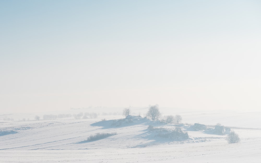 snow field