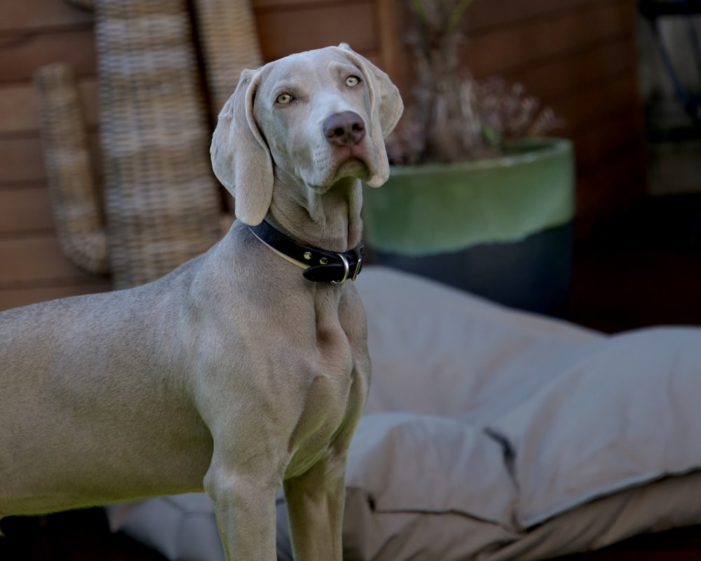 brown dog near bed