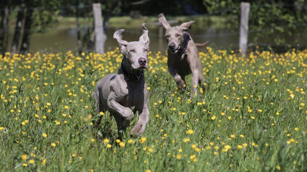 two short-coated gray dogs running on flower field