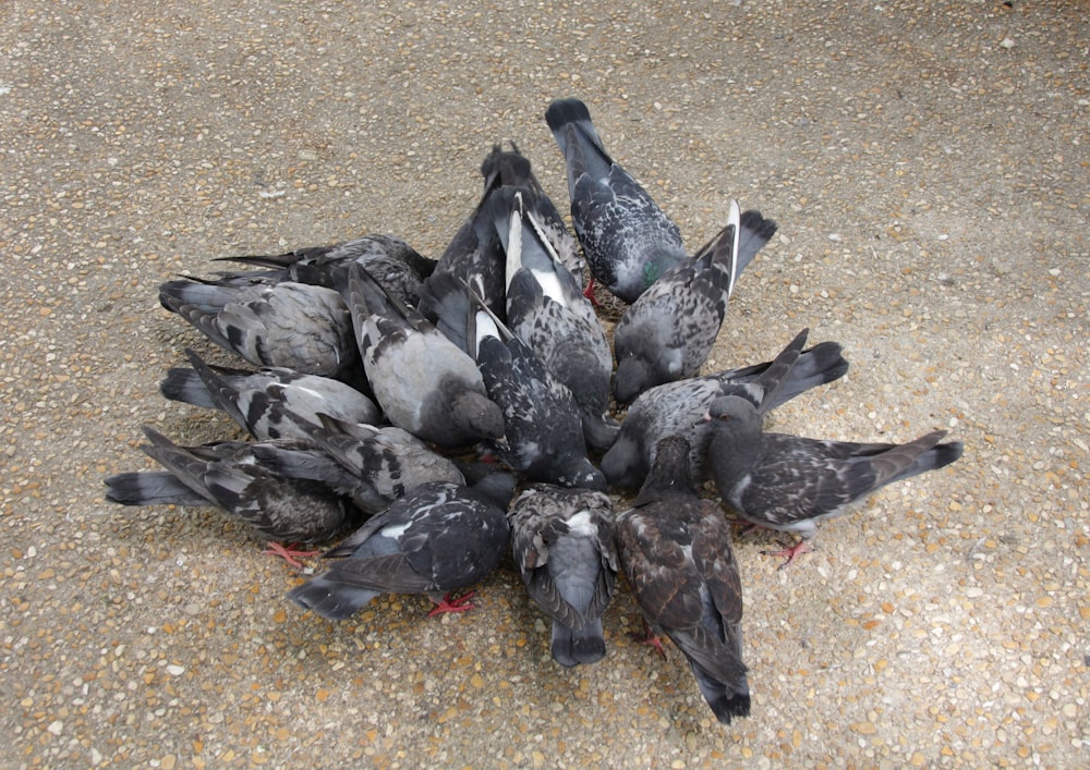bandada de palomas reuniéndose en el suelo
