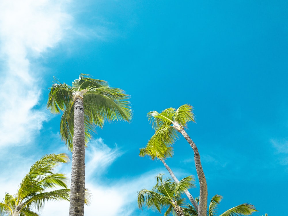 green palm trees across blue sky photo
