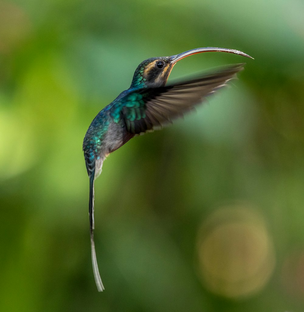 green-and-black hummingbird