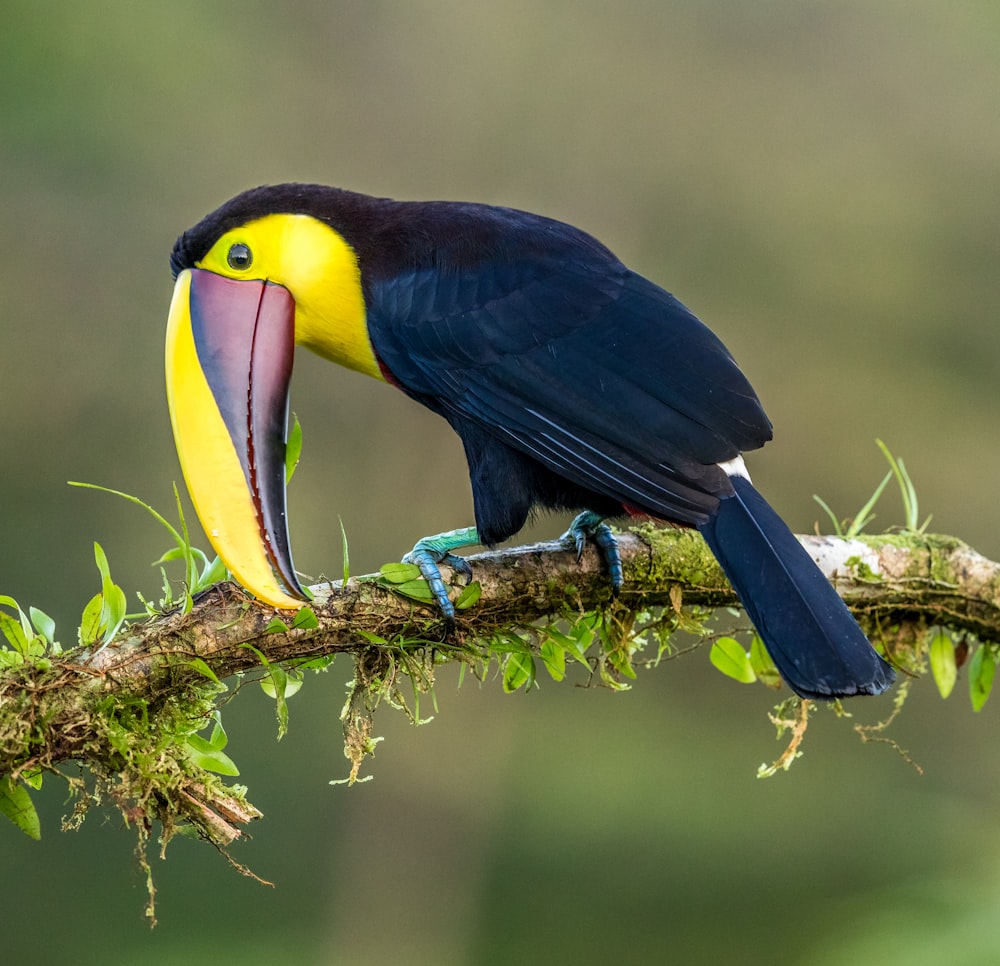 black and yellow bird