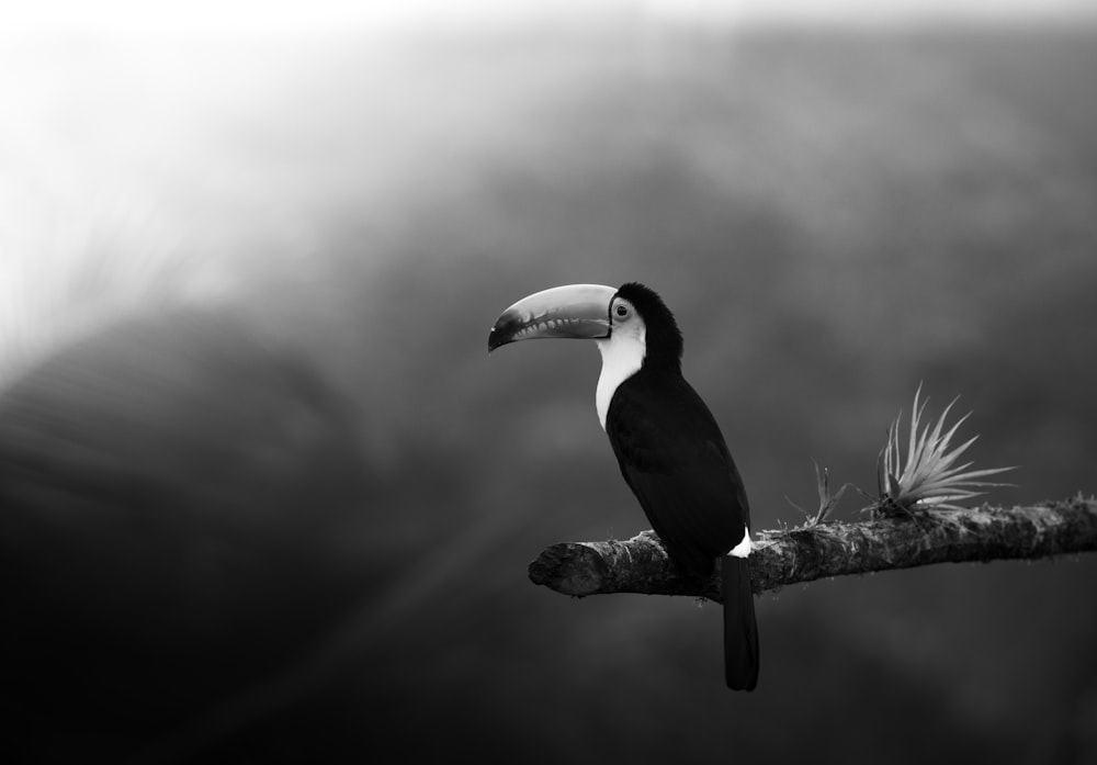 toucan bird perching on tree branch