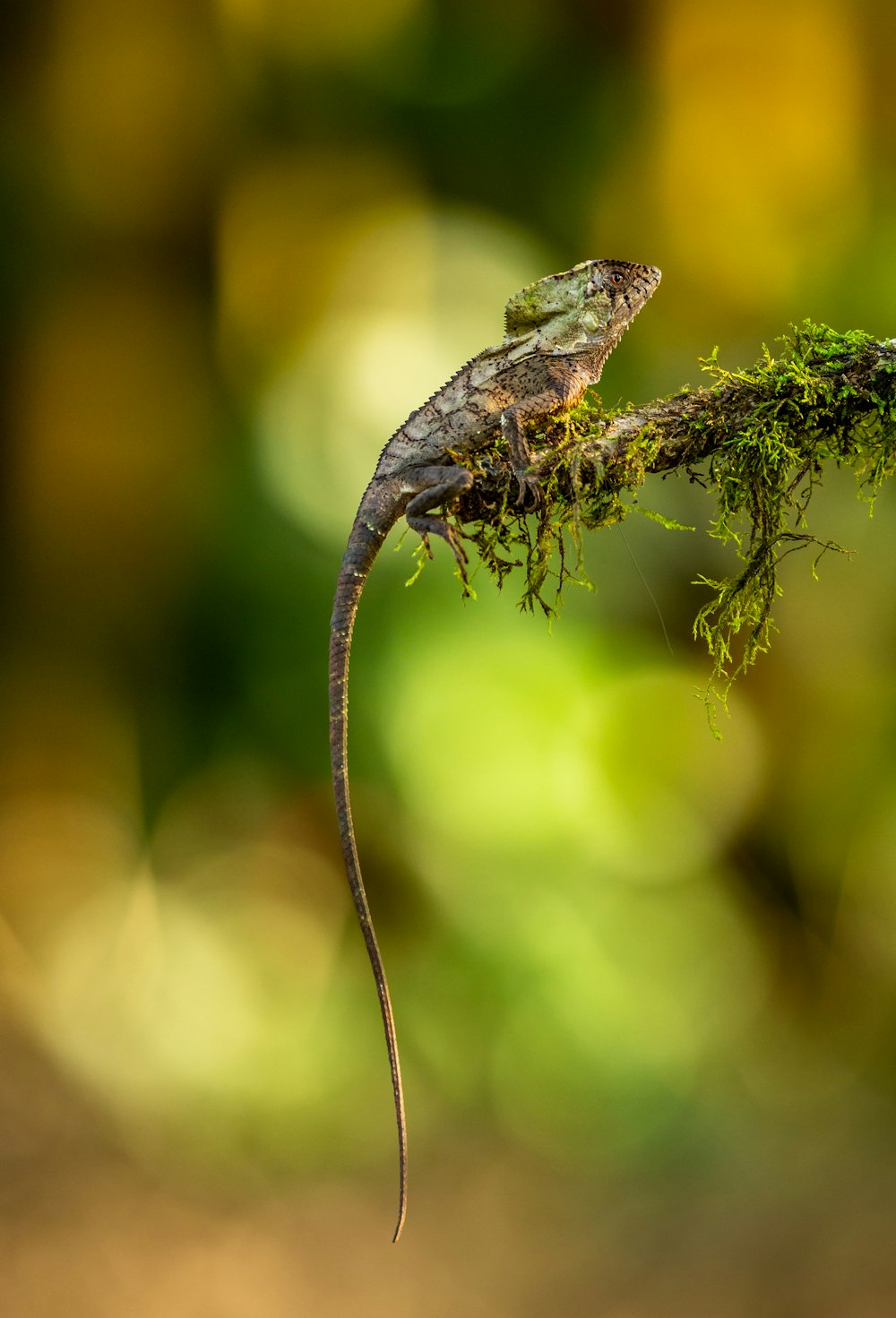 brown lizard on tree branch