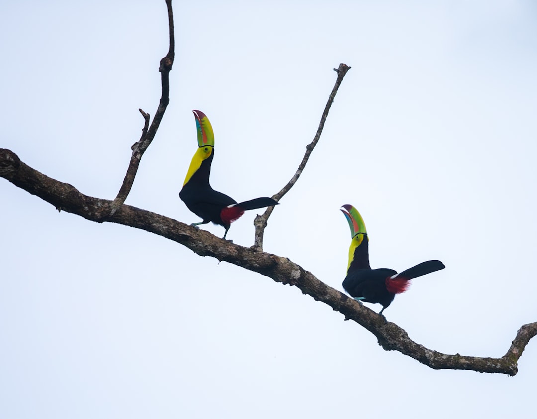two birds perched on tree