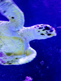 A sea turtle is swimming underwater. The turtle has a light-colored shell with some green and yellow hues, and its flippers are extended. The background is primarily blue, suggesting deep water.