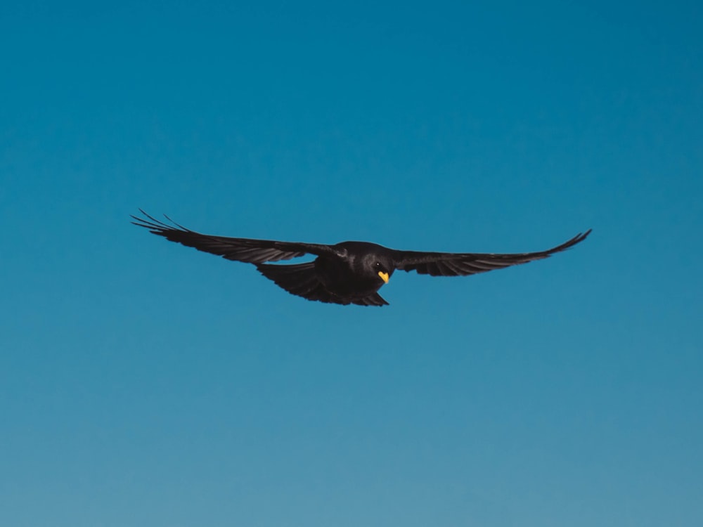 Fliegender schwarzer Vogel