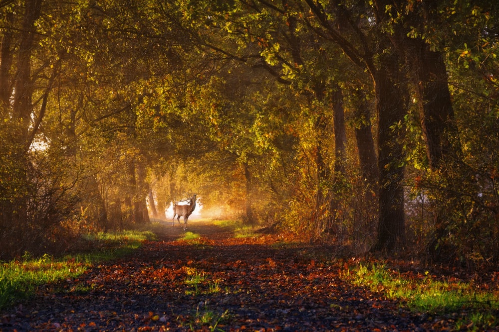 deer between forest