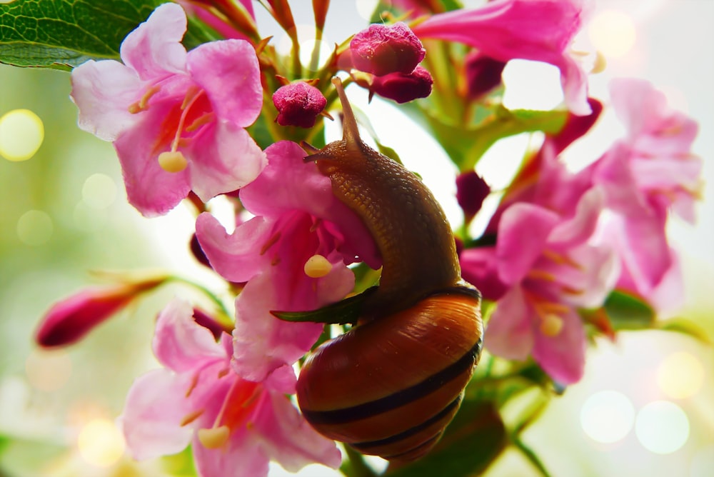 snail on pink flowers in bloom