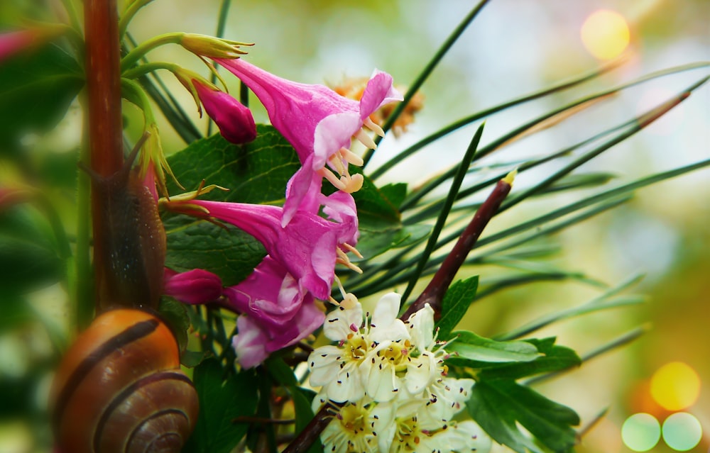 pink and white petaled flowers