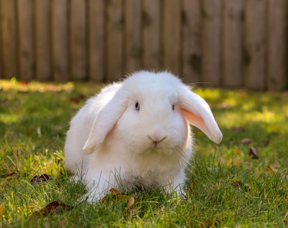 white rabbit on grass