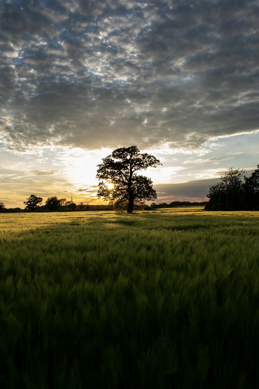 albero a foglia verde durante il giorno