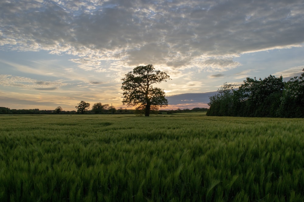 green field under stratus clouds