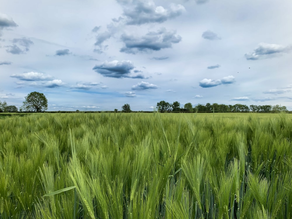 campo in erba verde durante il giorno