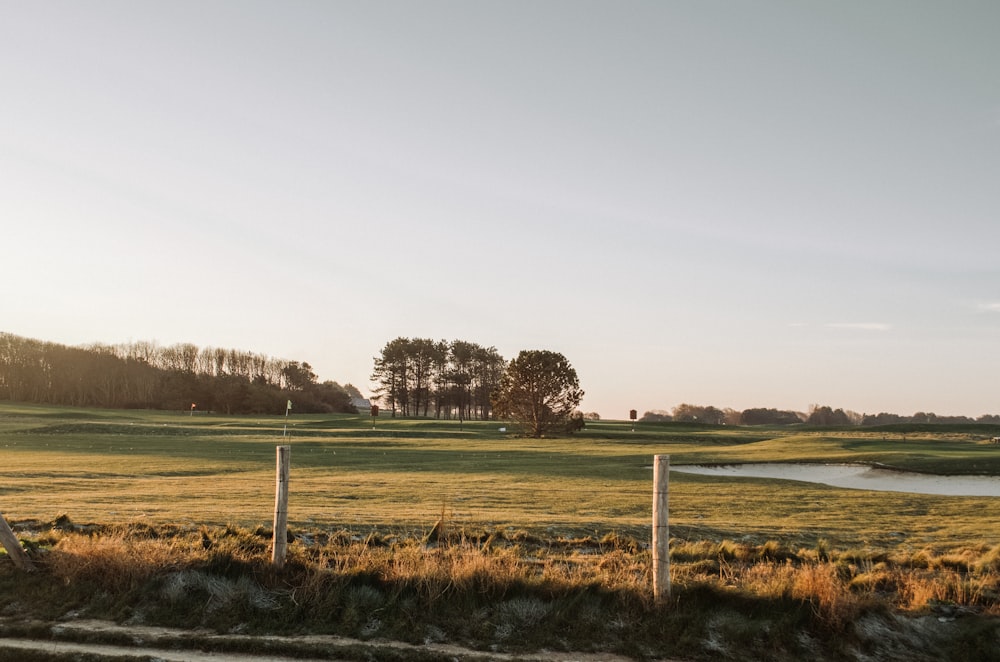 trees near grass during daytime