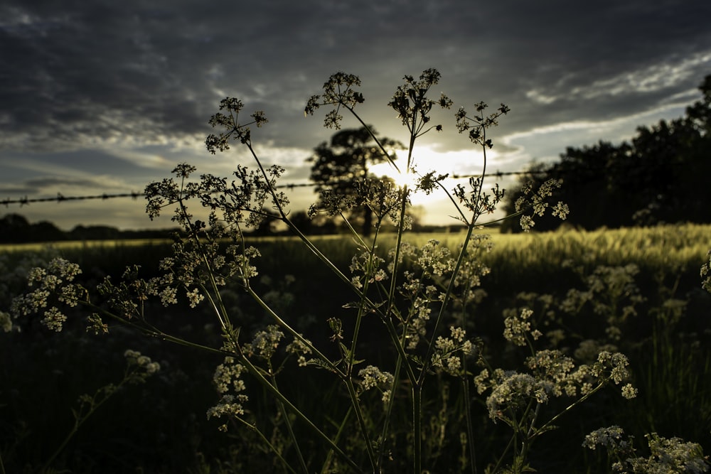 white-petaled flower