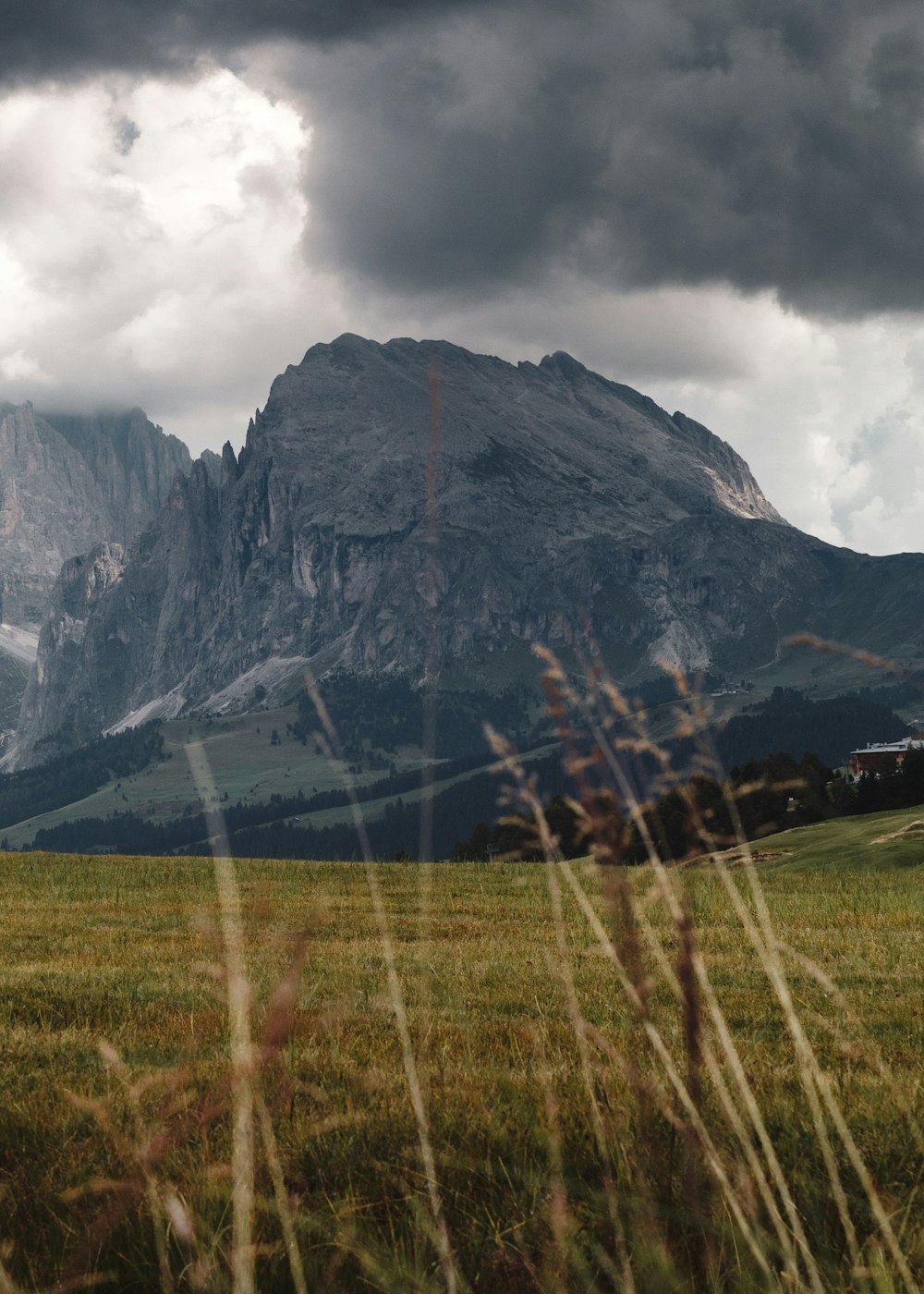 erba verde sotto il cielo nero