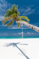 bent coconut tree with hammock near shore during daytime