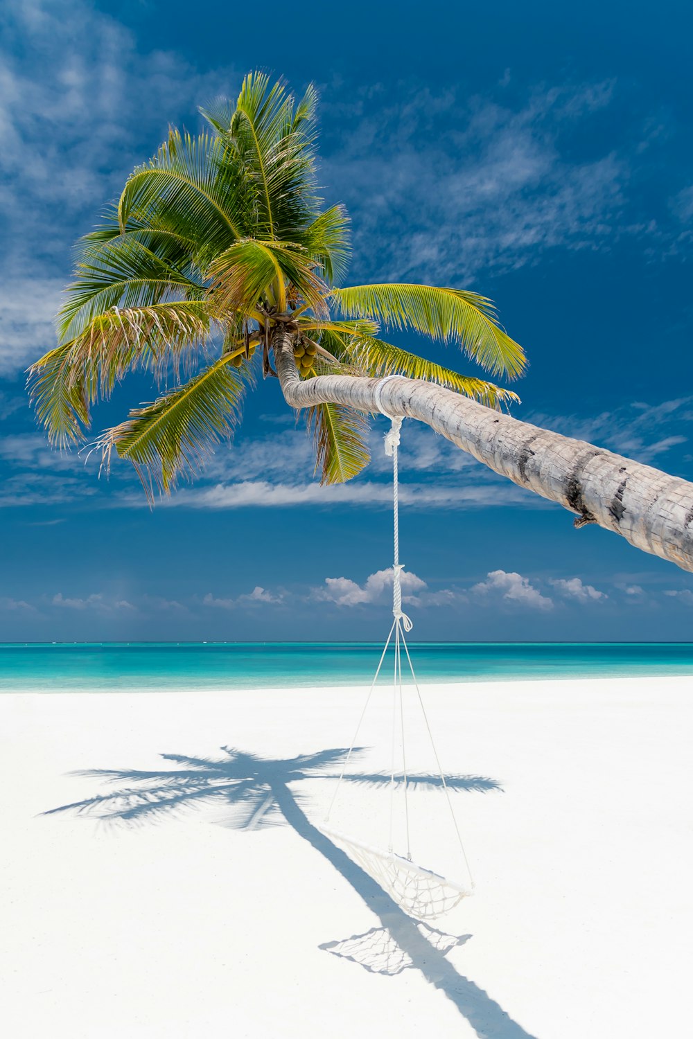 bent coconut tree with hammock near shore during daytime