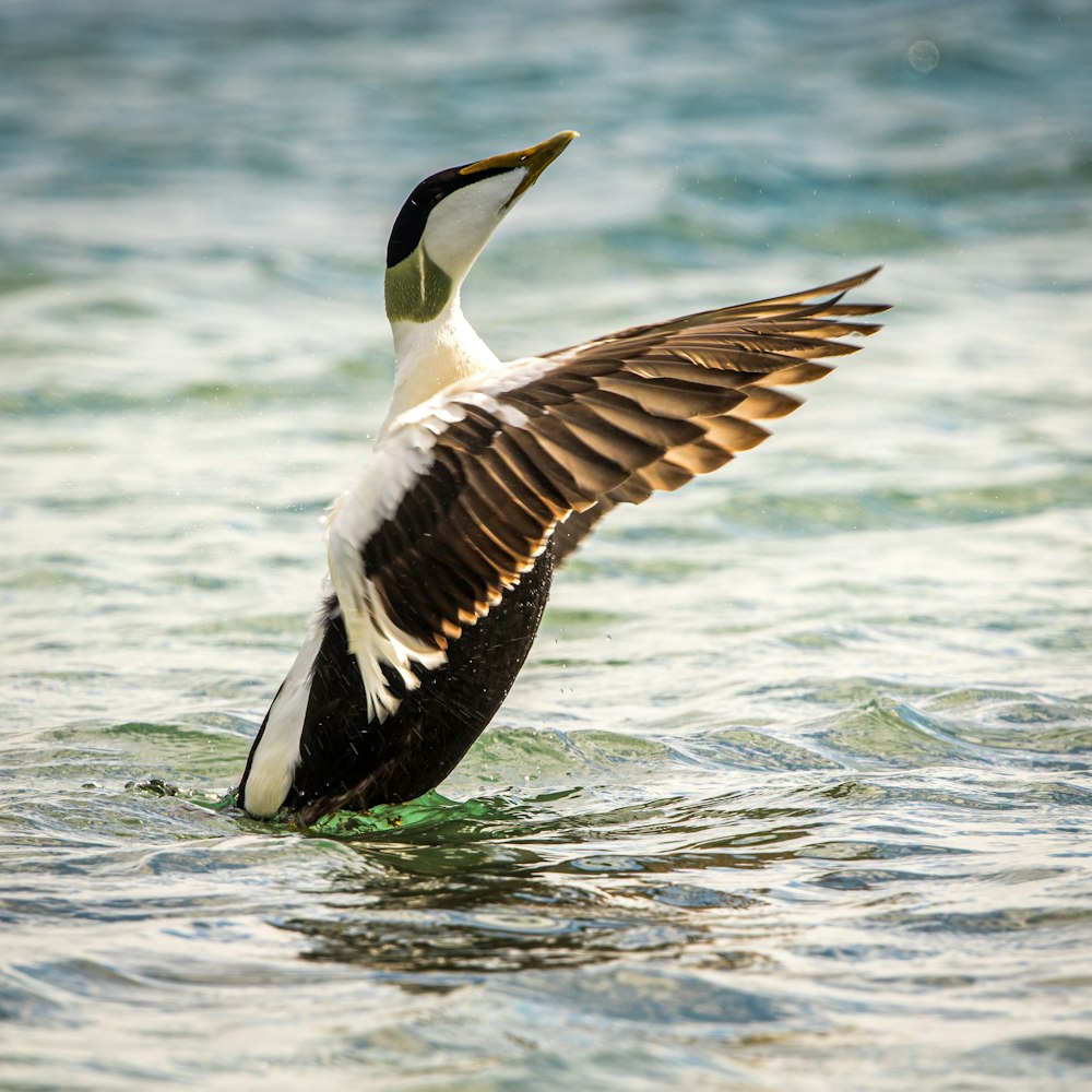 white and black duck on water during daytime