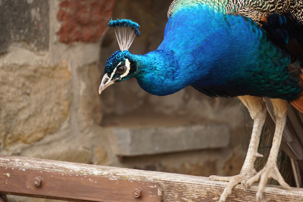 closeup photography of peacock