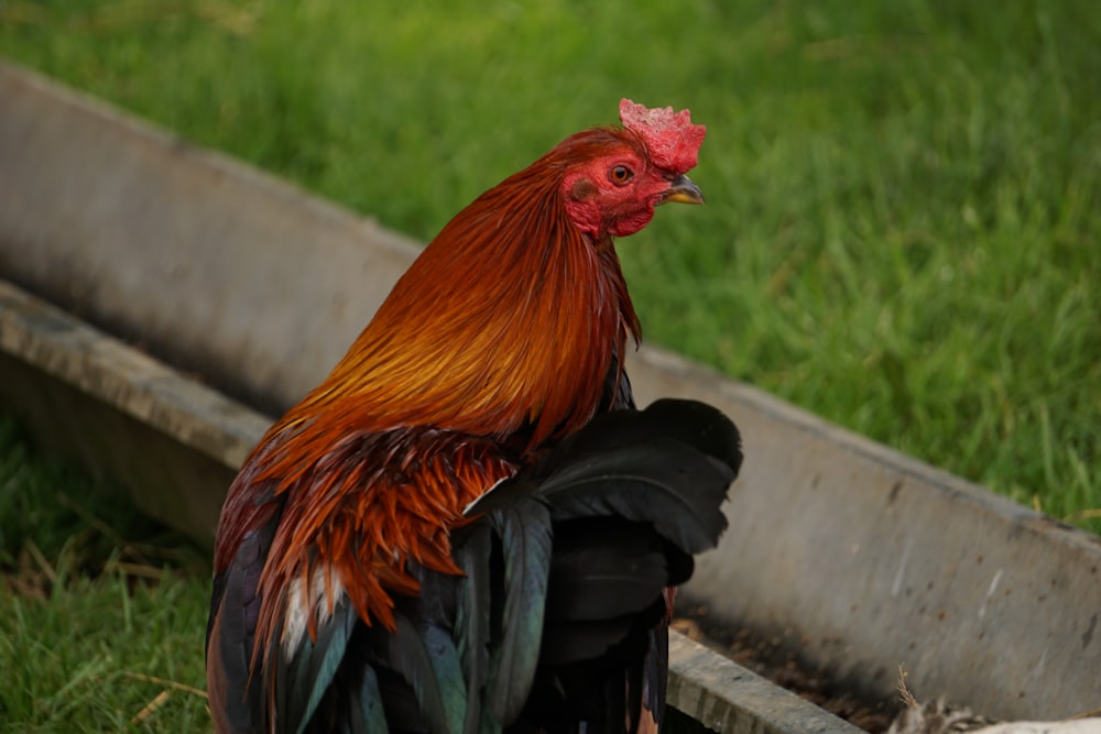black and brown rooster beside concrete canal
