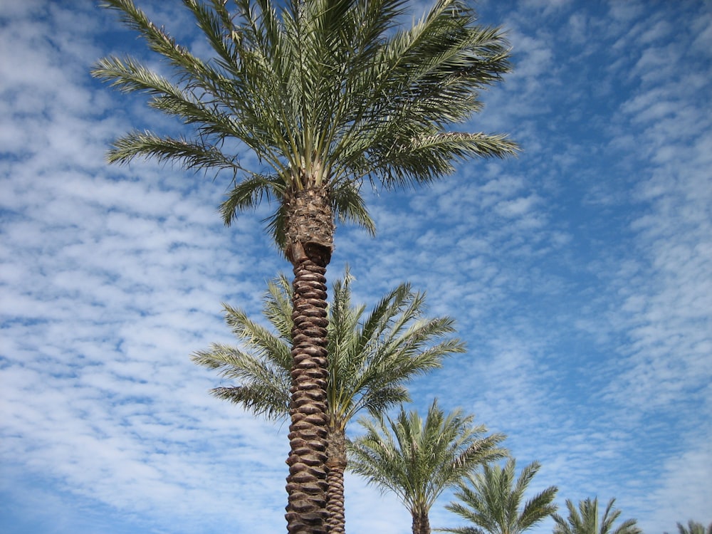 low angle photography of palm tree