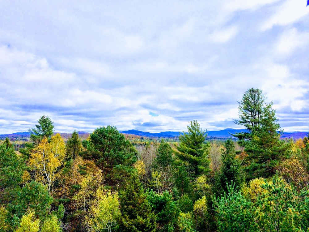 green-leafed trees