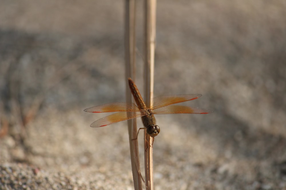 selective focus photography of brown dragonfly