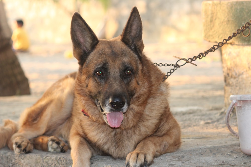 brown German shepherd on chained leash