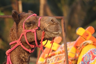 A close-up of a camel wearing a red rope halter around its head. The camel's fur is brown and has a textured appearance. In the background, parts of a brightly colored saddle blanket with patterns in yellow, orange, and blue are visible. The setting appears outdoors with blurred foliage.