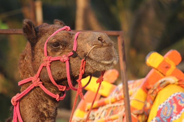 A close-up of a camel wearing a red rope halter around its head. The camel's fur is brown and has a textured appearance. In the background, parts of a brightly colored saddle blanket with patterns in yellow, orange, and blue are visible. The setting appears outdoors with blurred foliage.