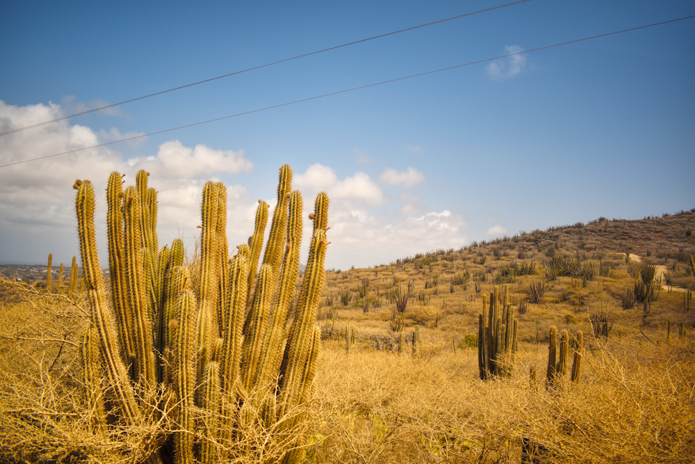 green cactus growing at the savannah during daytime