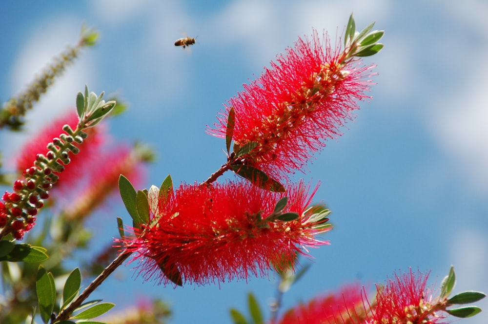 red flowers close-up photo