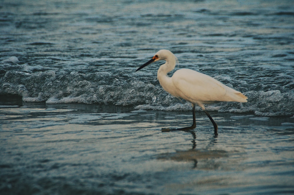 white egret on body of water
