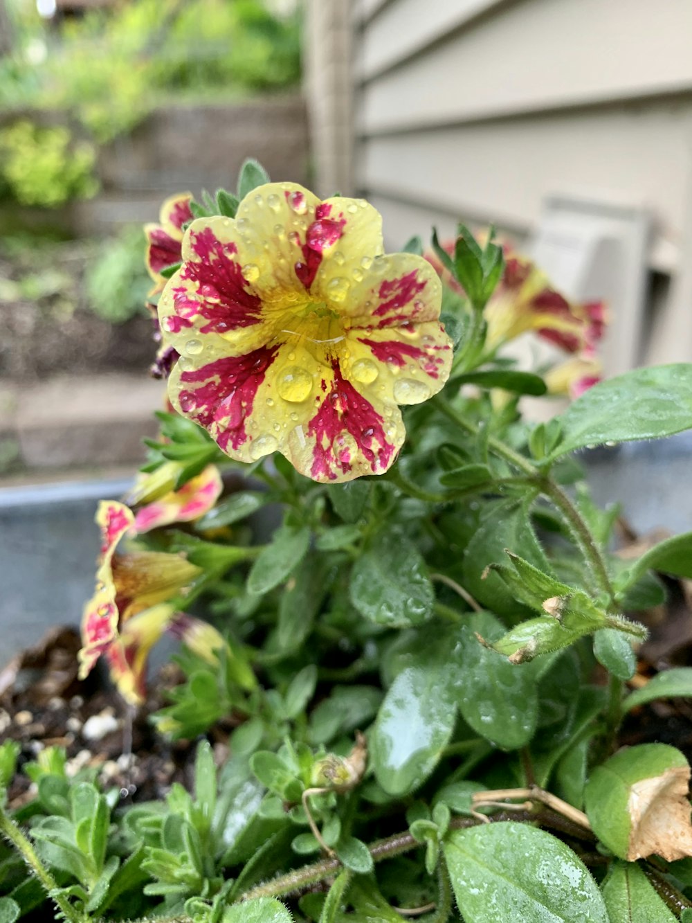 yellow and red petaled flower