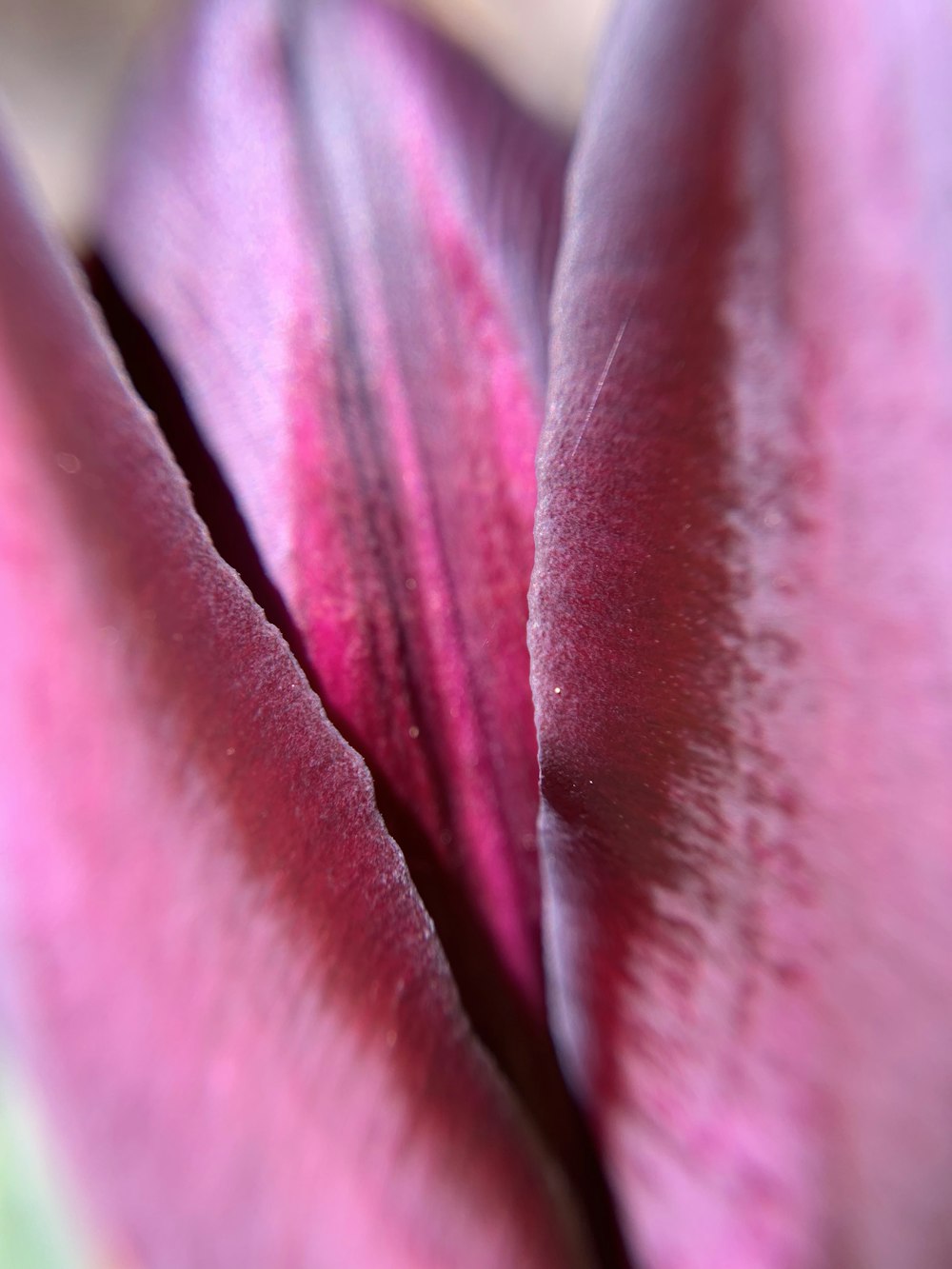 pink flower