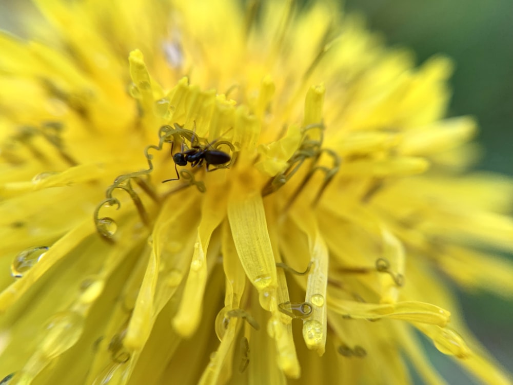 selective focus photography of black insect on yellow flower