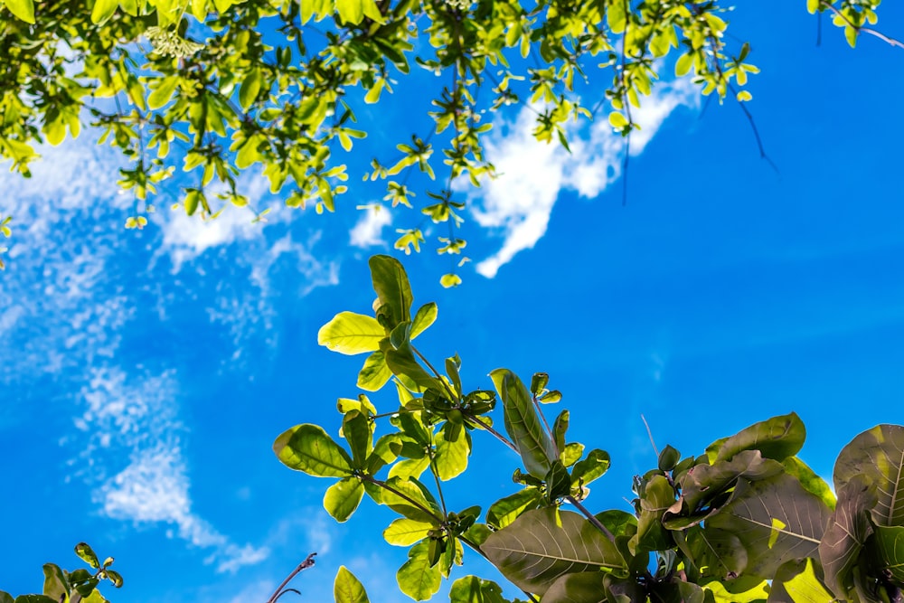 green-leafed plants under blue and white cloudy sky