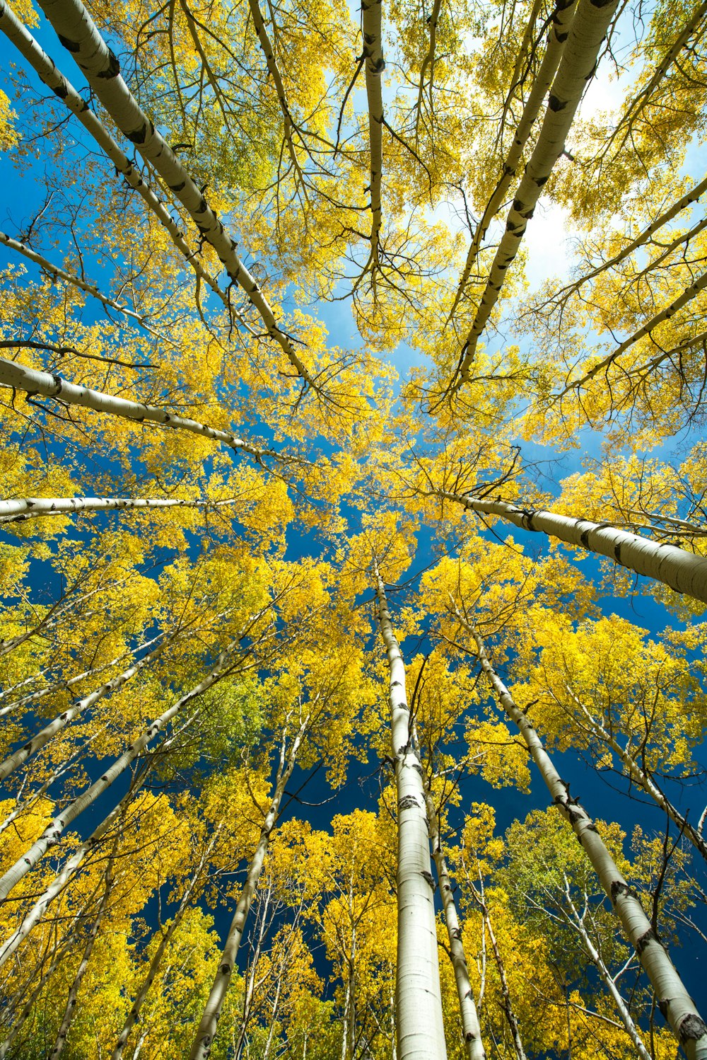 yellow leafed tall trees during daytime