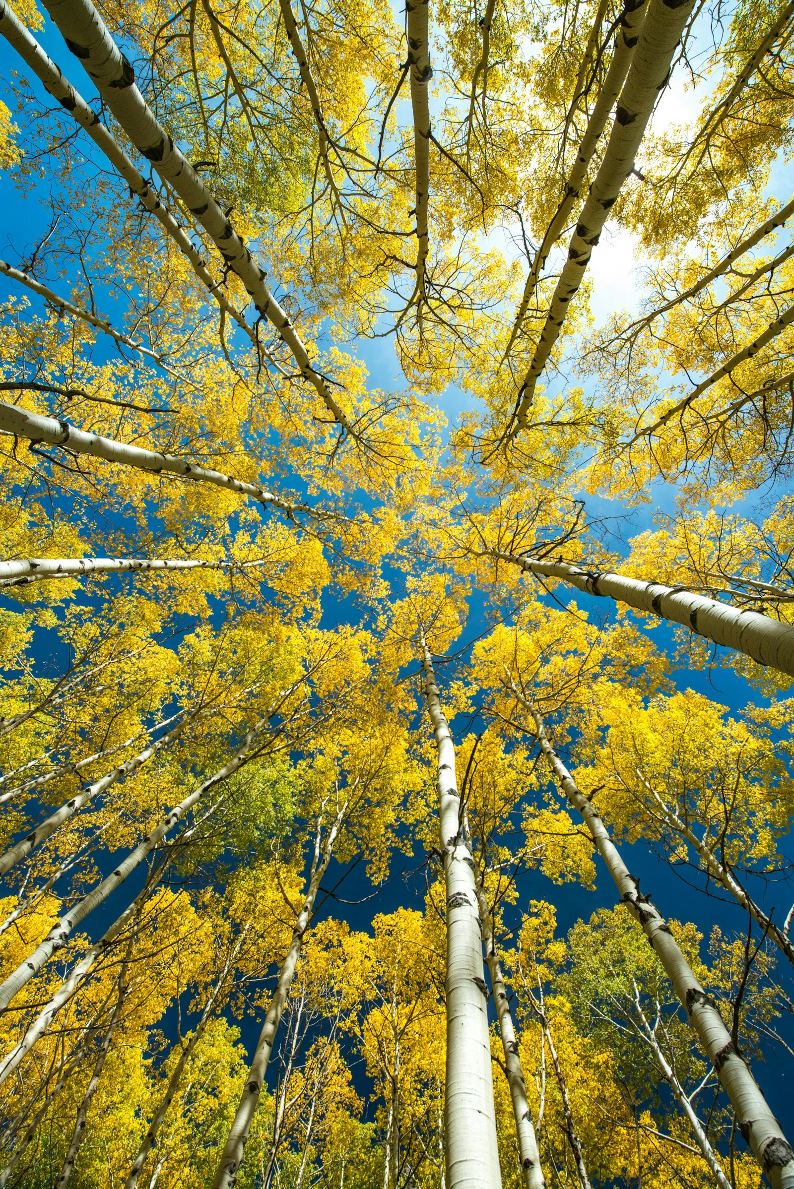 Nikon D800 + Nikon AF-S Nikkor 14-24mm F2.8G ED sample photo. Yellow leafed tall trees photography