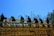 A group of construction workers are building a wooden roof structure on a sunny day. The workers, equipped with tools, are actively engaged in the construction under clear blue skies. Surrounding the site is a line of trees, which frames the image.